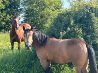 American Quarterhorse Müritz - Landkreis - Möllenhagen Vorschau