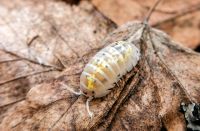 Armadillidium vulgare Magic Potion Asseln Hessen - Schotten Vorschau