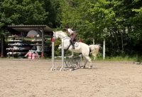 Familienpferd für Amateur- und Freizeitsport Nordrhein-Westfalen - Olpe Vorschau