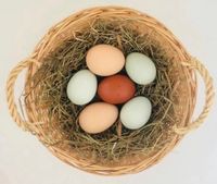 Naturbunte Eier von unseren Gartenhühnern Nordrhein-Westfalen - Krefeld Vorschau