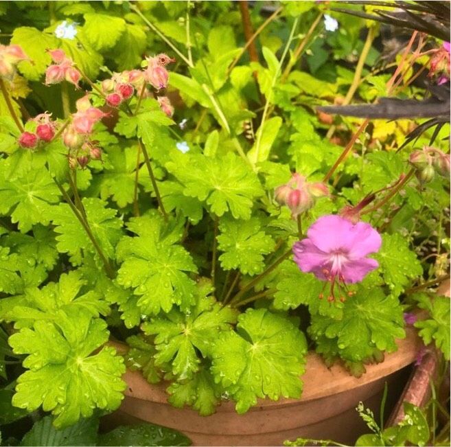 Storchenschnabel Geranium ☺️Staude winterhart Bodendecker in Mainz