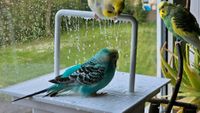 Vogeldusche Wellensittich Birdyshower Nordrhein-Westfalen - Lünen Vorschau