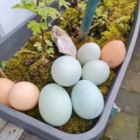 Eier von glücklichen Hühnern Nordrhein-Westfalen - Heinsberg Vorschau