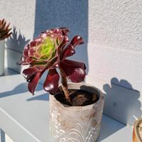Rosetten Dickblatt (Aeonium arboretum) Hannover - Kirchrode-Bemerode-Wülferode Vorschau