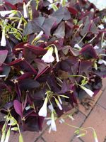 Oxalis Triangularis Dreieckiger GlügskleeI Sachsen-Anhalt - Jessen (Elster) Vorschau