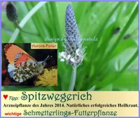 ♥ Bio Spitzwegerich,Heilkräuter,Samen,Schmetterling Garten Falter Eimsbüttel - Hamburg Schnelsen Vorschau