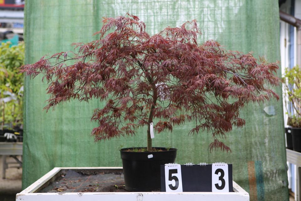 Acer palmatum ´Ineba Shidare´ Ahorn Ahornwochen no. 53 in Dietzhölztal