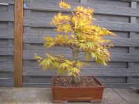 Bonsai Fächerahorn, Ahorn Yamamomiji  Acer Palmatum. Bayern - Pommersfelden Vorschau