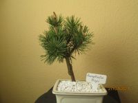 ( 33 )  Prebonsai Bergkiefer Mops Berlin - Reinickendorf Vorschau