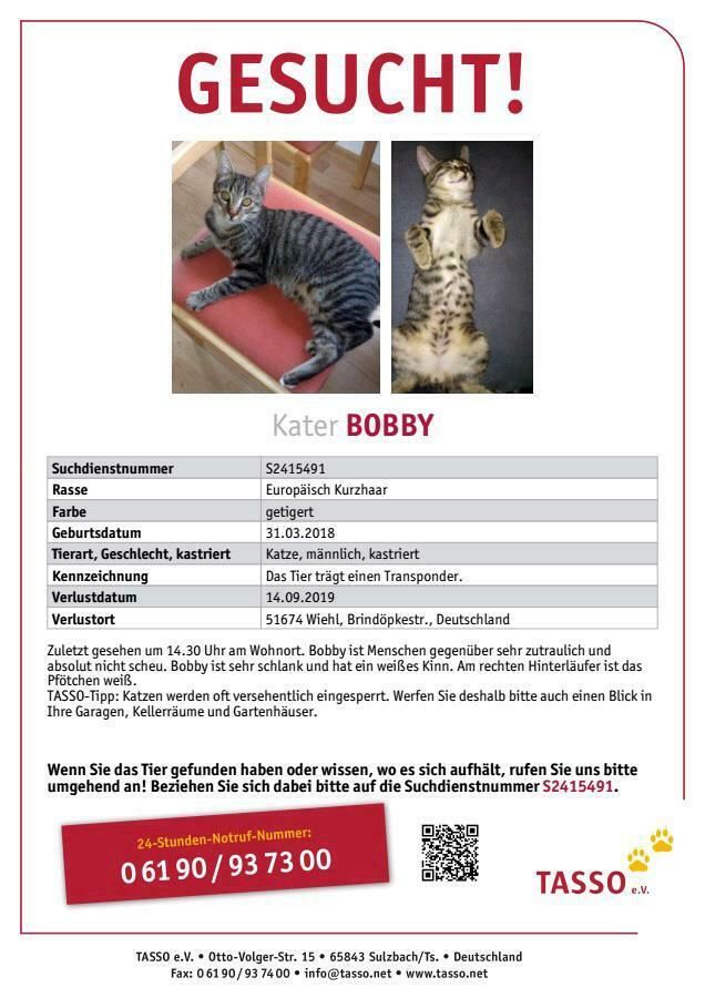 Kater Bobby seit dem 14.09.19 in Wiehl/Bielstein vermisst ❗❗❗ in Wiehl