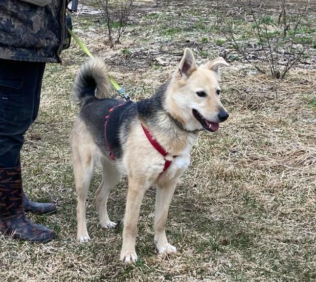 Tierschutz - Emma Hündin wünscht sich eine liebevolle Familie! in Berlin