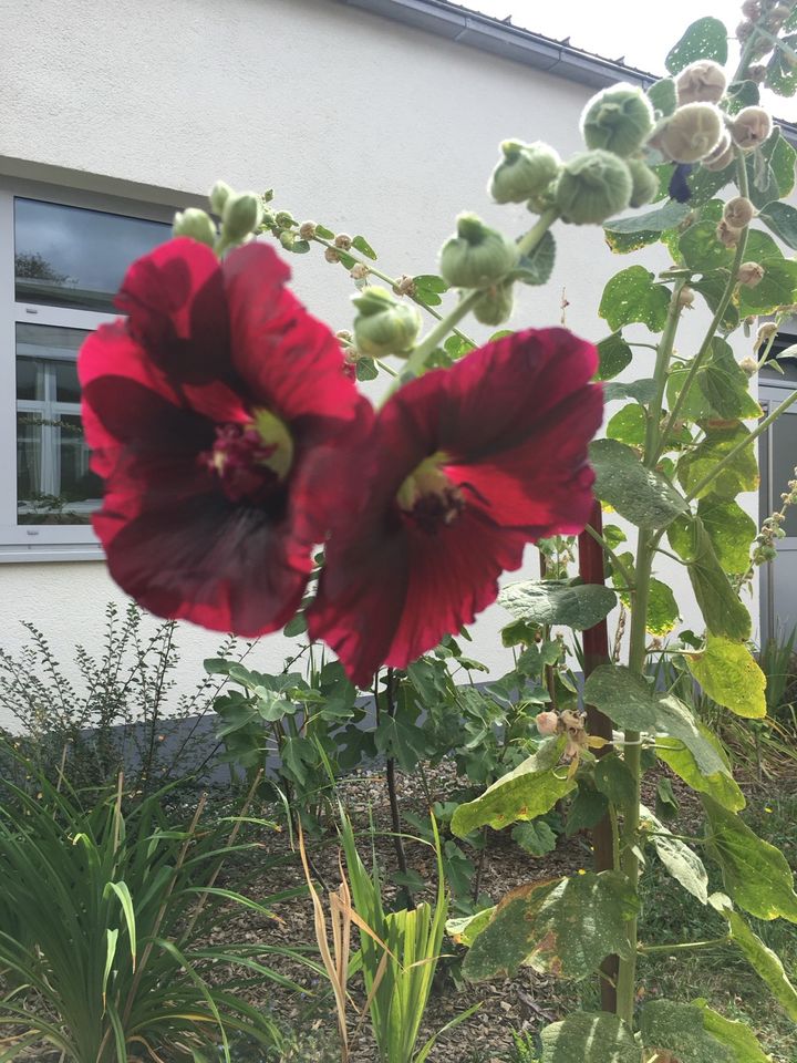 Stockrose Malve Bauernrose in Friedberg (Hessen)