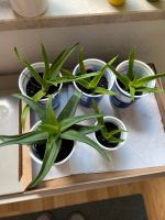 Zimmerpflanzen Aloe Vera Geldbaum München - Bogenhausen Vorschau