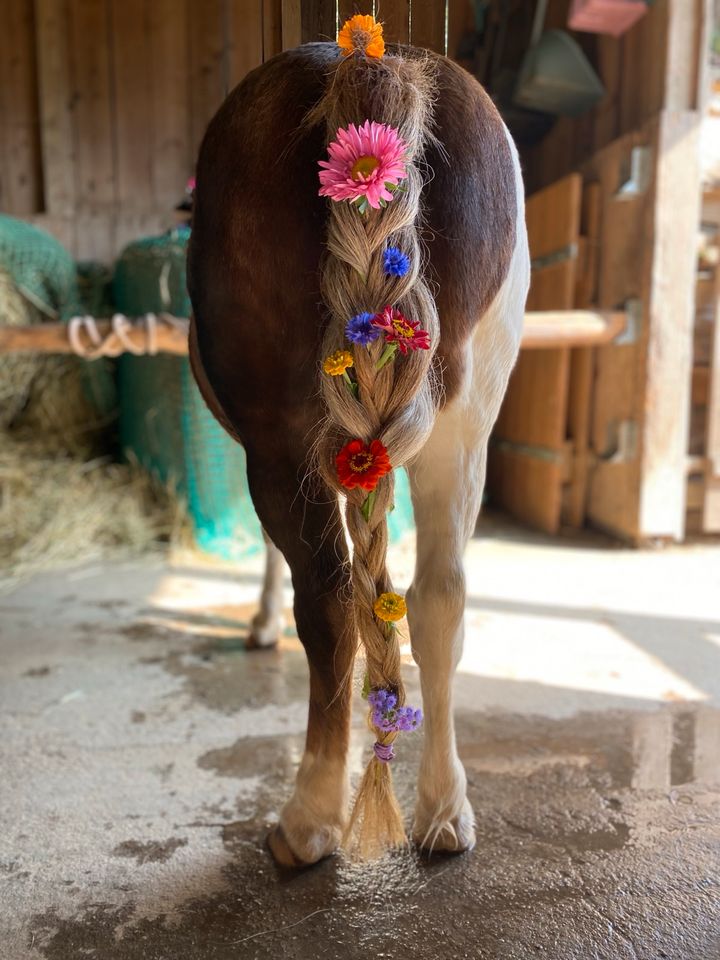 Kindergeburtstag reiten PeerTied feiern Pferd Pony Shetty in Jersbek