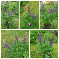 große bereits eingetopfte 80 cm hohe dunkellila blühende Lupine Bayern - Störnstein Vorschau