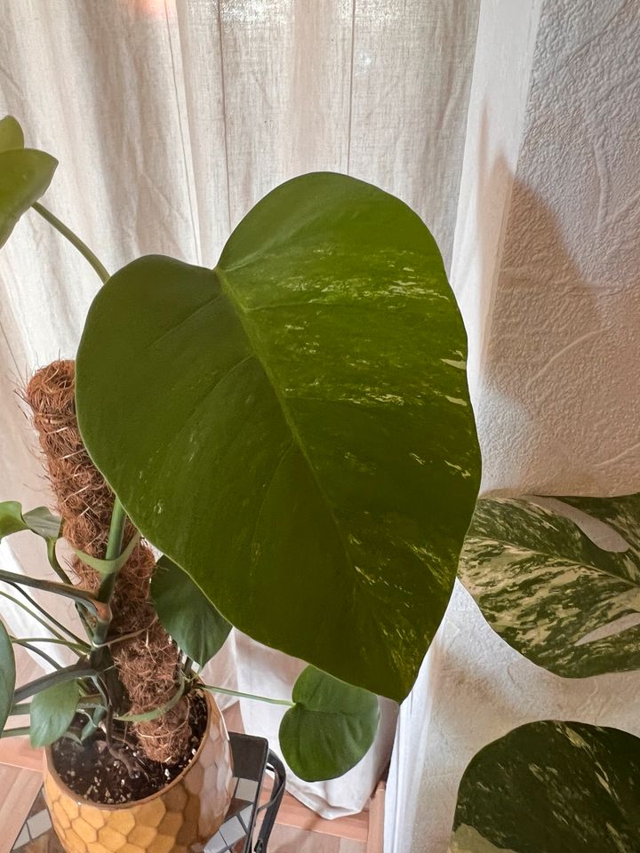 Monstera Variegata in Flöha 