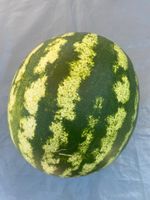 Wassermelone Samen West - Sossenheim Vorschau