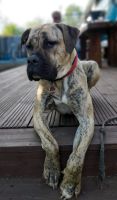 Presa Canario Hündin Bayern - Haunsheim Vorschau