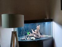Aquarium Juwel vision 260 LED mit viel Zubehör und Unterschrank Hamburg-Nord - Hamburg Winterhude Vorschau