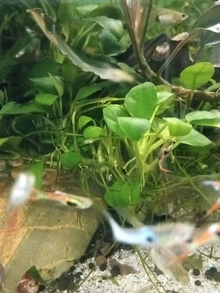 Aquarium Pflanze Anubias barteri var. Nana in Telgte