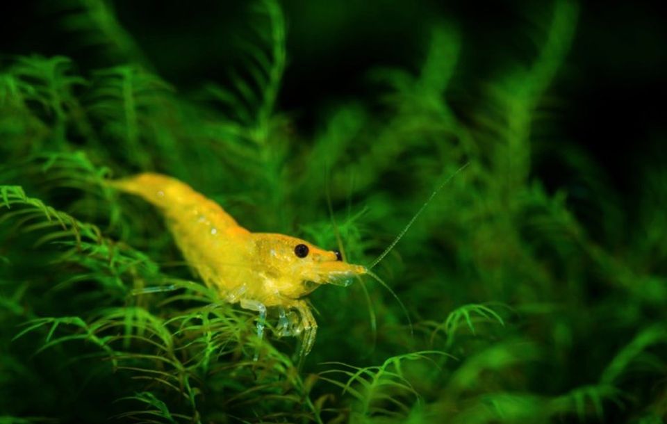 Gelbe Garnelen- Neocaridina davidi in Friesoythe