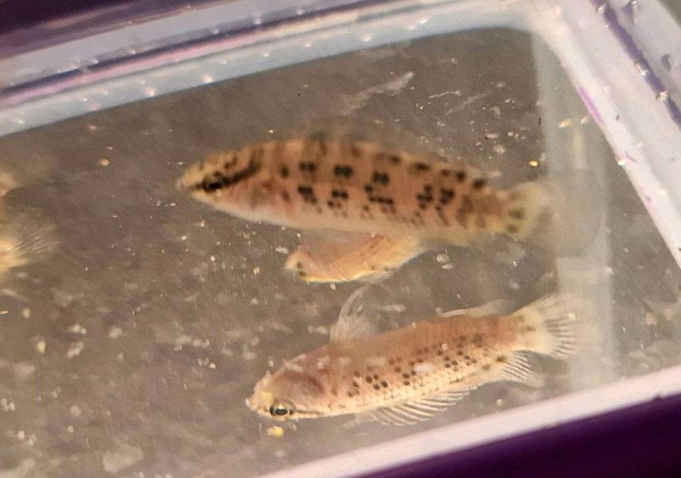 TRIO Roter Burma-Blaubarsch Badis ruber Blaubarsch Barsche in Osnabrück