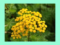 Insektenmagnet - Rainfarn - Tanacetum vulgare - Jungpflanze Baden-Württemberg - Wangen Vorschau