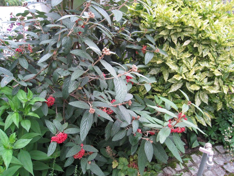 Sträucher, Bäume, Sichtschutz Balkon/Terrasse in Ottersweier