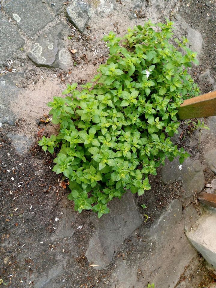 Oregano Pflanzen Ableger italienische Kräuter Garten in Wallenhorst