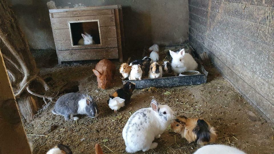 Kaninchen Zwergkaninchen Farbenzwerg Löwenköpfchen Zwergrex in Langerwehe