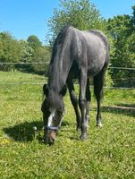 Reitpony Stute 3-jährig Pony Hessen - Schotten Vorschau
