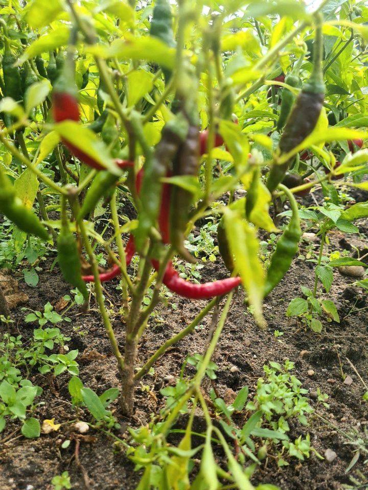 Habanero Thei Lemon Jolokia Scotch Bonnet Chili Sämlinge Pflanzen in Graben-Neudorf