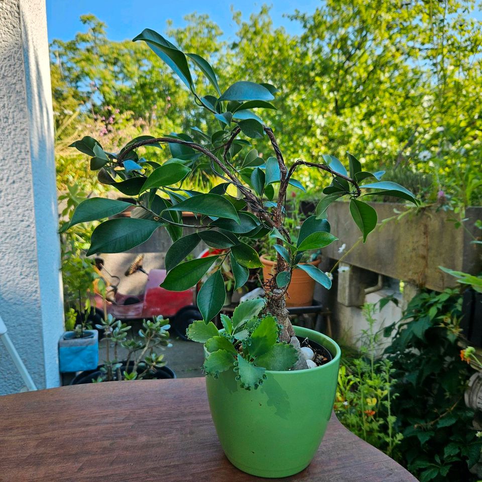 Ficus microcarpa Ginseng + Brutblatt, Pflanze, Zimmerpflanze in Essen