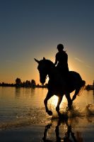 Reitbeteiligung ()() pflegebeteiligung Niedersachsen - Lüneburg Vorschau