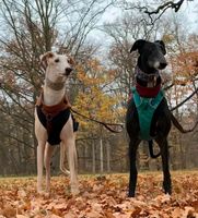 Picasso und Siri Galgo Tierschutz Hund Rüde Hündin Güstrow - Landkreis - Güstrow Vorschau