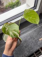 Monstera Albo Variegata Borsigiana Kopfsteckling Hessen - Darmstadt Vorschau