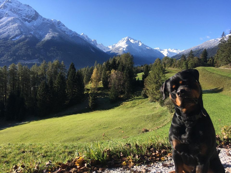 Urlaub mit Hund in den Bergen in Tirol! in Kempten