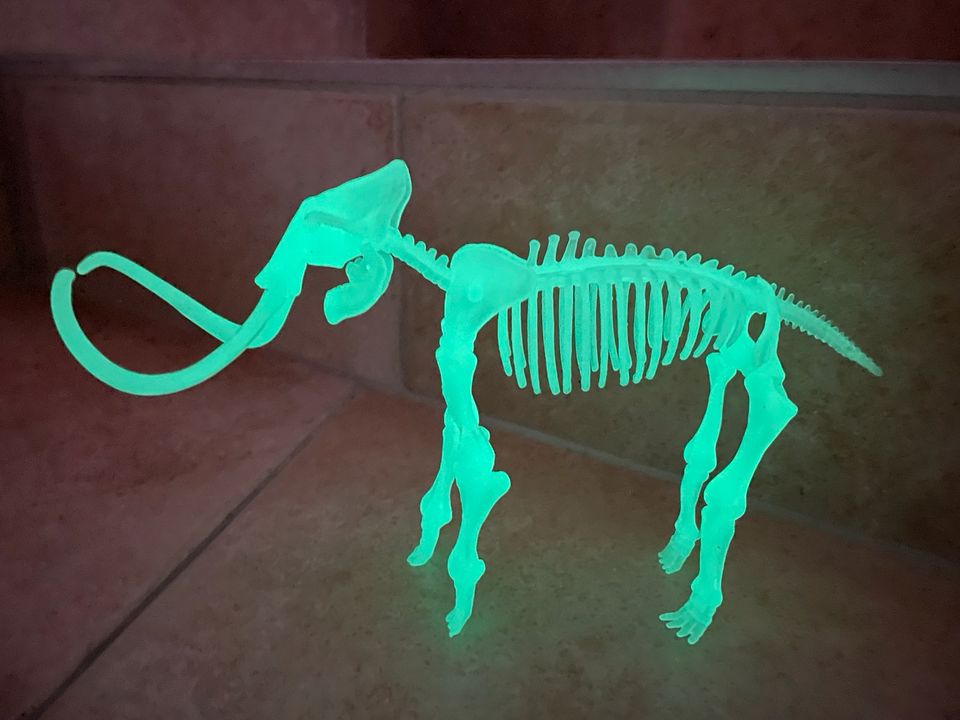 Mammut Skelett, leuchtet im Dunklen in Ingolstadt