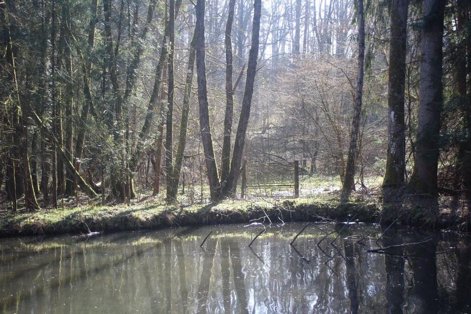 Waldgrundstück mit ca. 1.100 m² Wasserfläche in Elz in Elz