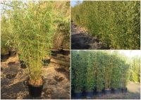 Bambus - Bambuspflanzen verschiedene Sorten und Größen Nordrhein-Westfalen - Willich Vorschau