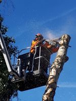 Baumfällungen, Wurzelfräsen, Baumstumpffräsen, Baum fällen Nordrhein-Westfalen - Versmold Vorschau