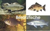 Albino Graskarpfen 15 - 20cm Günstig // Fischfarm Eske Schleswig-Holstein - Flensburg Vorschau