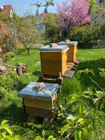 Bienen Ableger, Bienenableger, Bienenvolk zu verkaufen Bayern - Neustadt Vorschau
