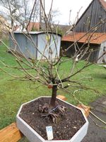 Bonsai Ahorn Zwetschge Bayern - Harburg (Schwaben) Vorschau