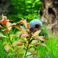 Blaue Posthornschnecken PHS Avatar Aquariumschnecken Baden-Württemberg - Weinheim Vorschau