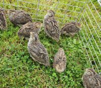 18 Bruteier Wachteleier v. Legewachteln Wachteln Wildfarben Sachsen - Beilrode Vorschau