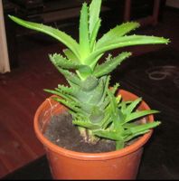 Aloe Kurzblatt (aloe brevifolia) propper mit beginnenden Ablegern Pankow - Prenzlauer Berg Vorschau