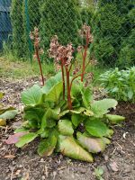 Bergenia rosa blühend Brandenburg - Potsdam Vorschau