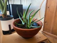 neue! aloe vera zimmerpflanze mit kräftigem wildwuchs 35cm München - Au-Haidhausen Vorschau