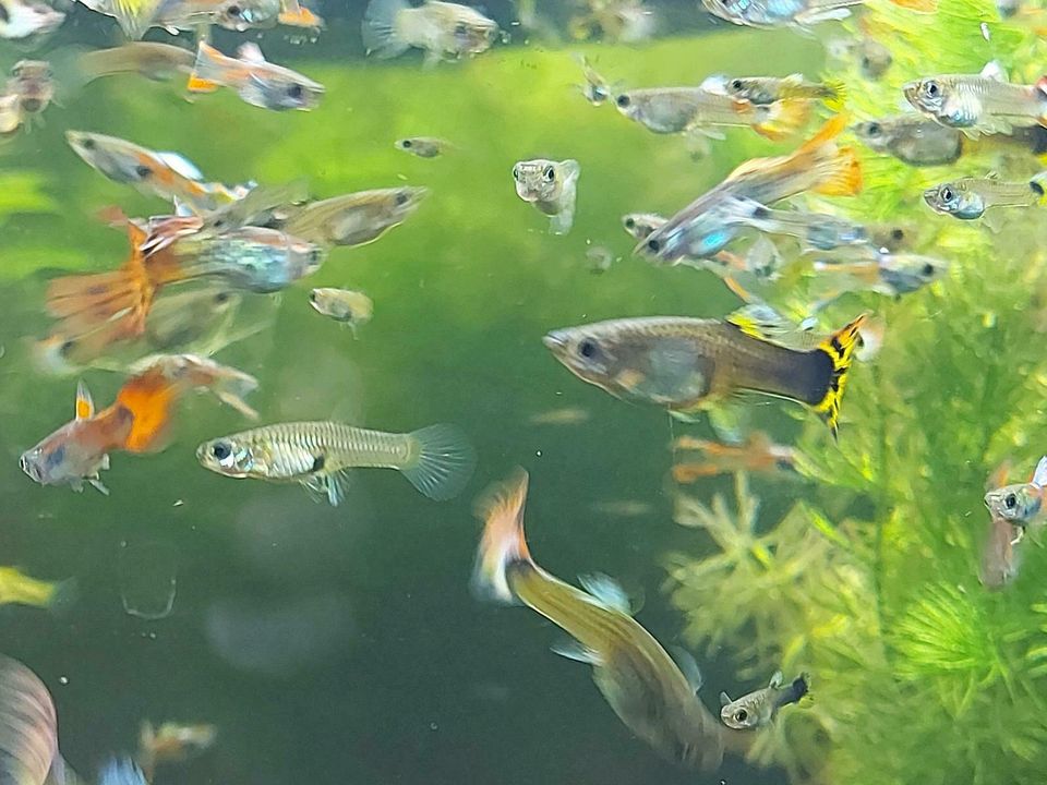 Guppy - Nachzucht in Korb